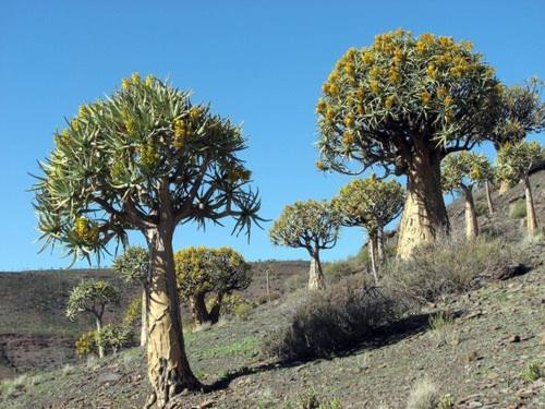 فندق Aant Dorpseind Vanrhynsdorp المظهر الخارجي الصورة